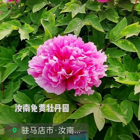 开心是福