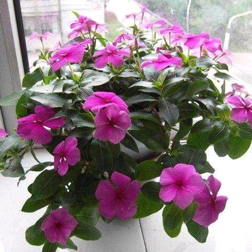 昙花一现
