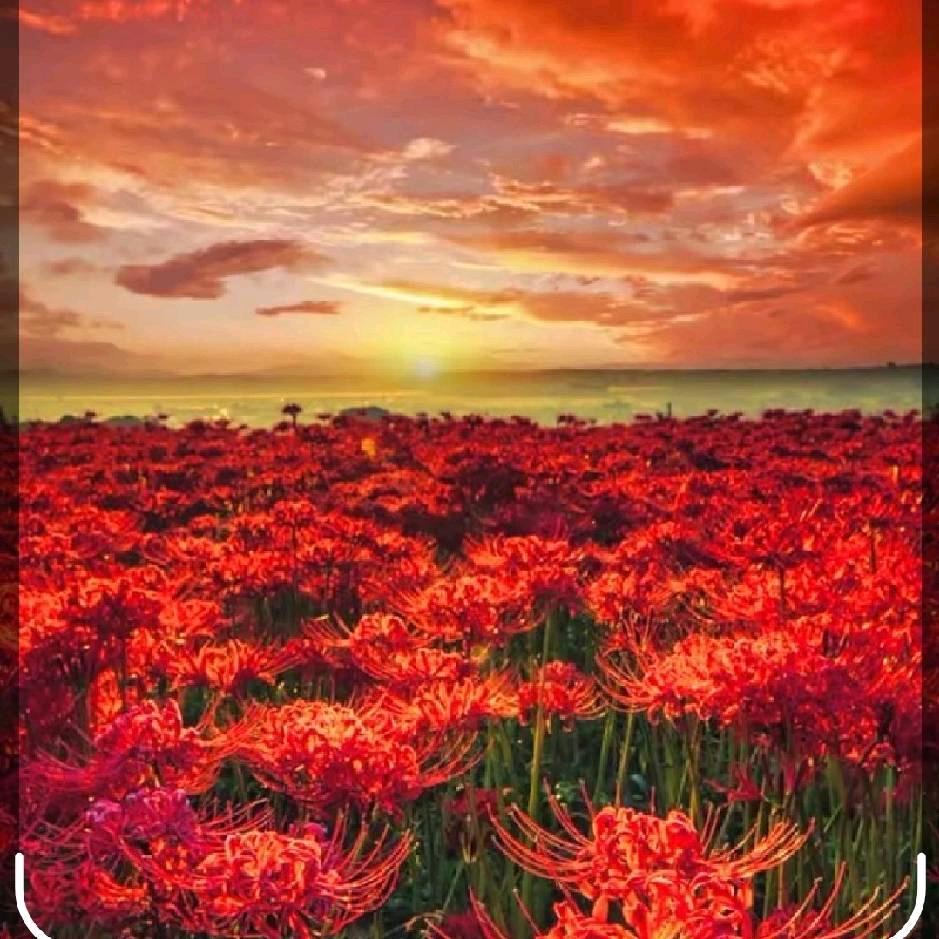 💞ღ᭄叶落🦋无声꧔ꦿ᭄💞ღ