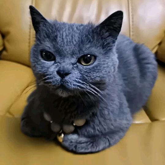 嘻嘻