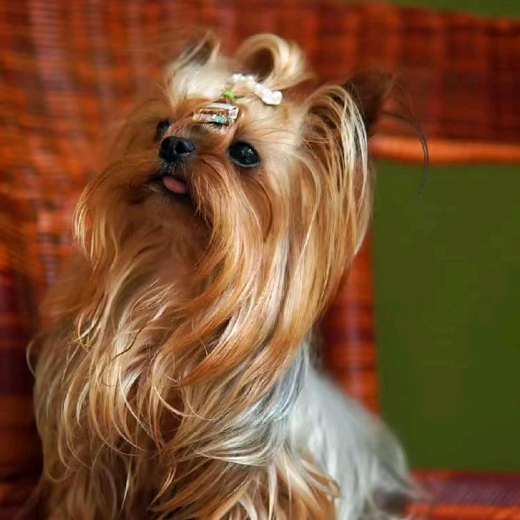 约克夏&马尔济斯繁育屋