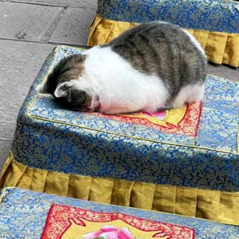 眠羊不睡觉