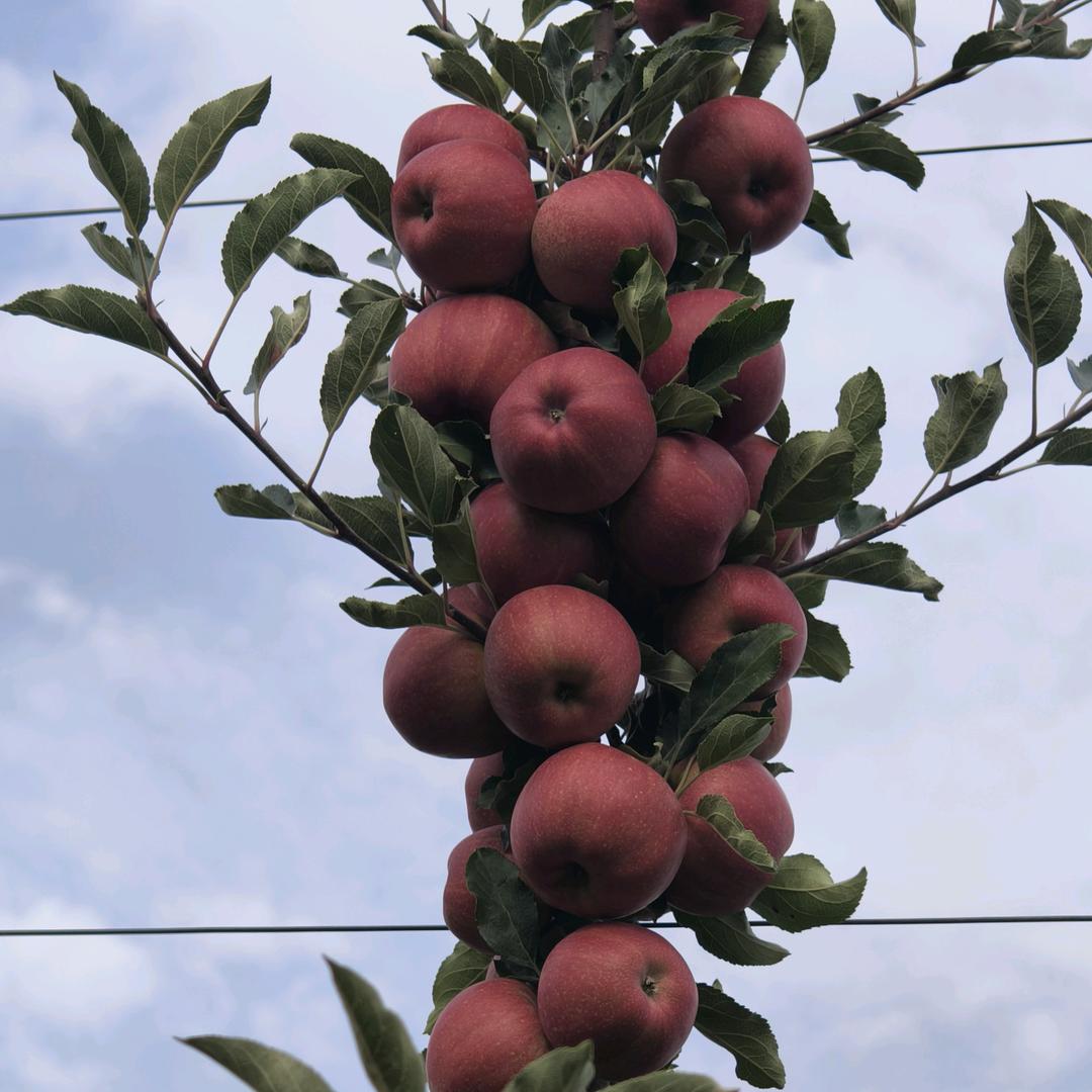 收购外贸小苹果，招工