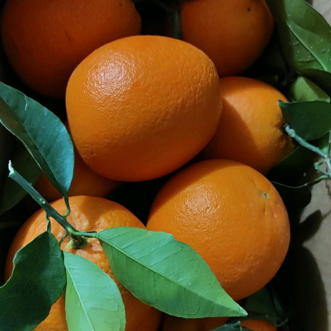 农叮咚奉节脐橙