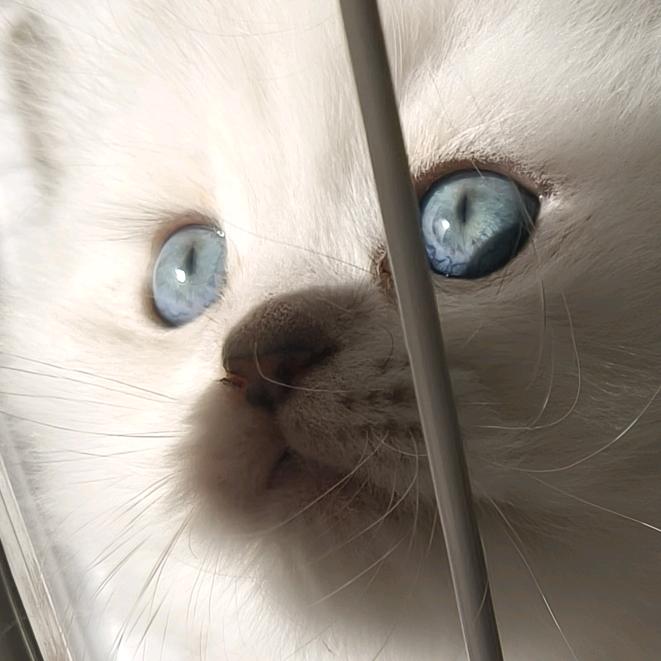 小薛是只猫