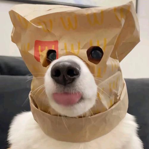 大懒猫.