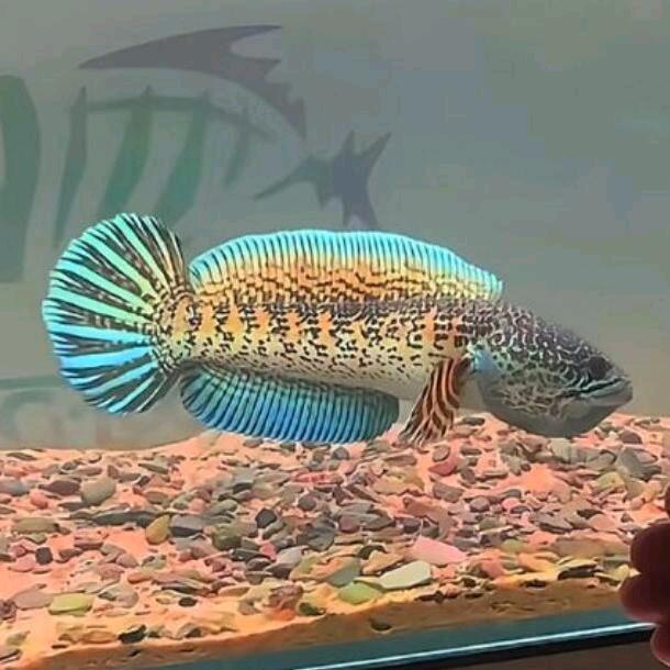 大咖雷龙，王大拿