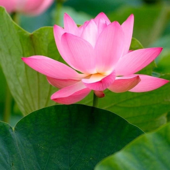 腊梅花开