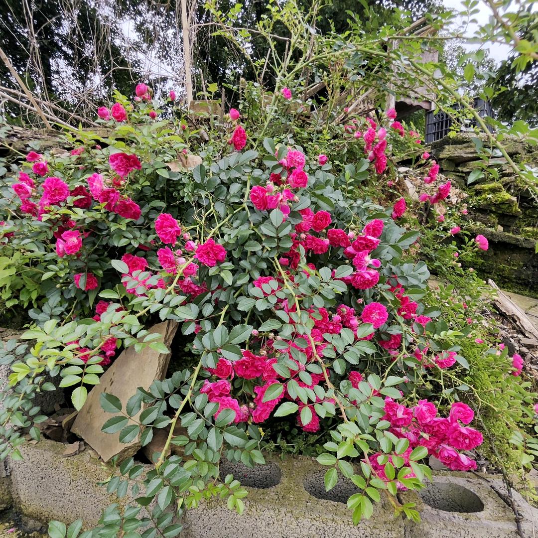 🌹🌹🌹❤️❤️🍒🍒