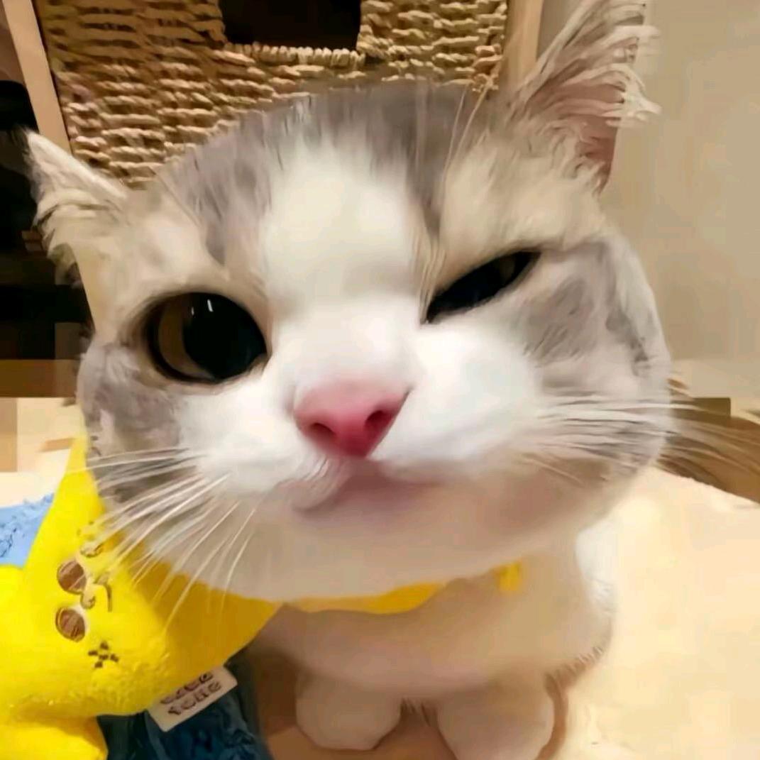 豪豪重生日记