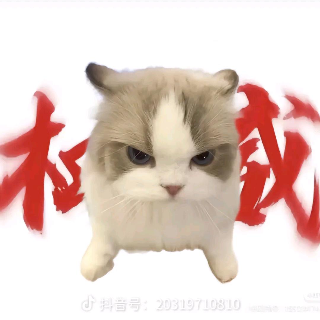 可爱的小康康