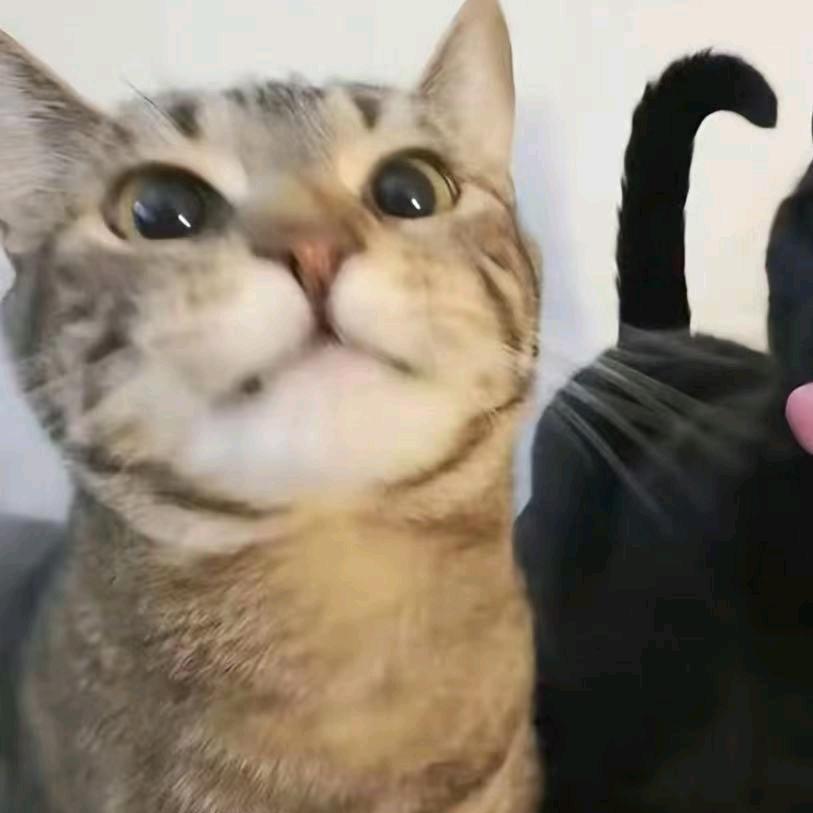 Neko
