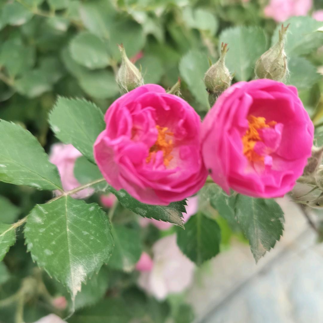 幸福归来