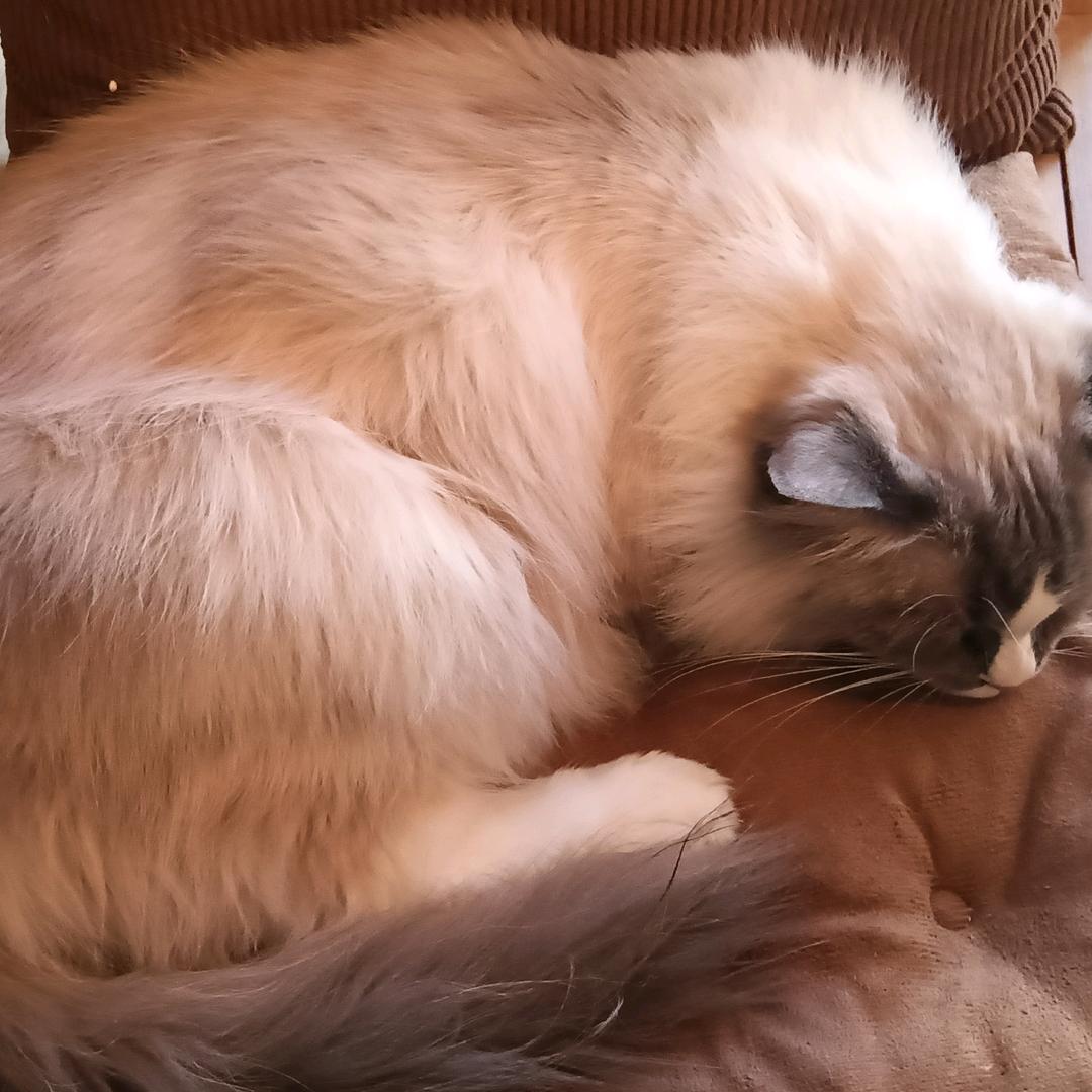 慎元