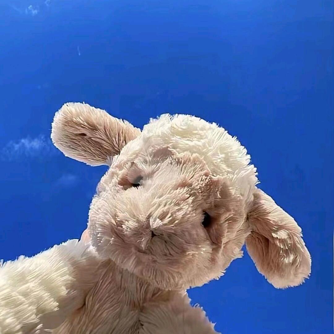 吃猫的秋刀鱼🌈