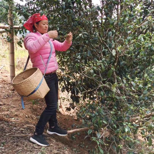 普洱老支书口粮茶（支书嫂）