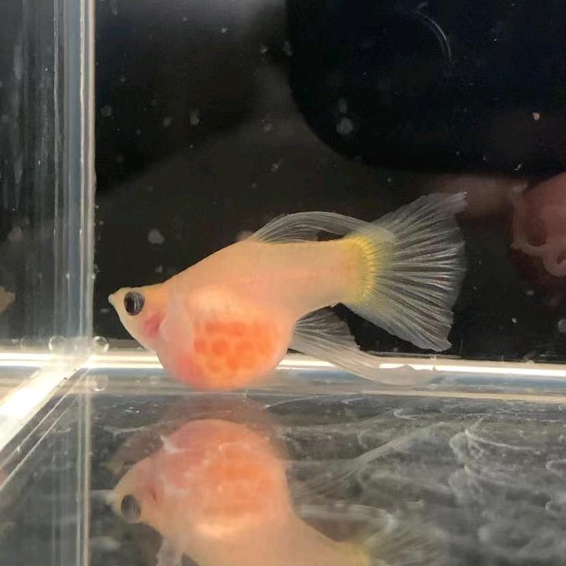 汐汐的孔雀鱼