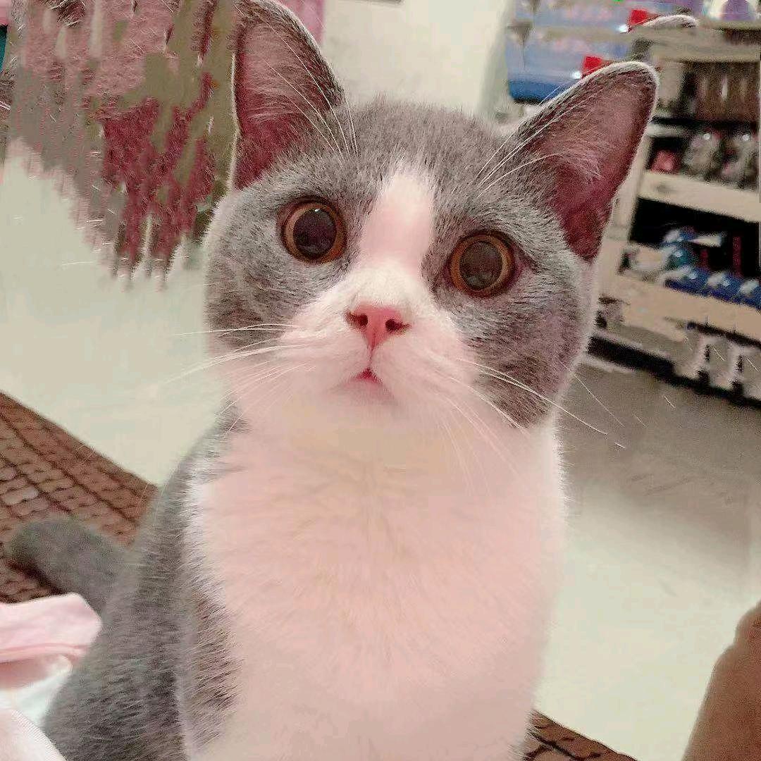 西西猫🐱