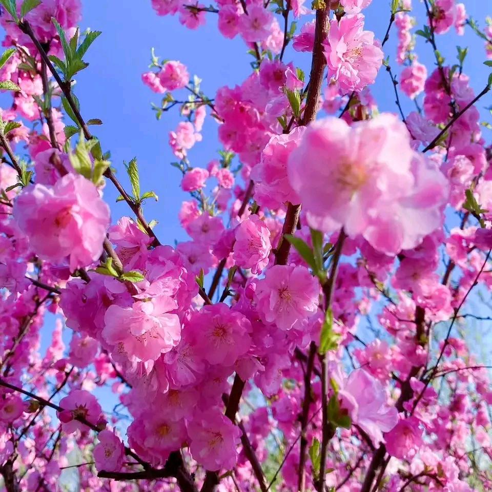 天下第一。。。红