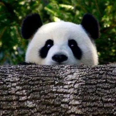 黏黏韆釐