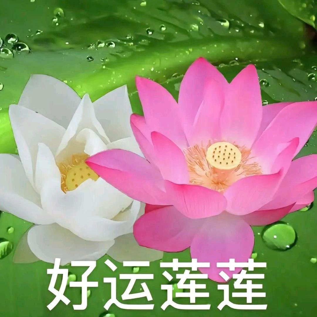 园园哈
