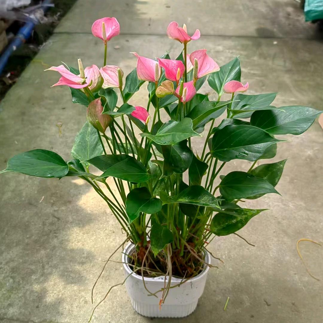 广州吉讯花卉