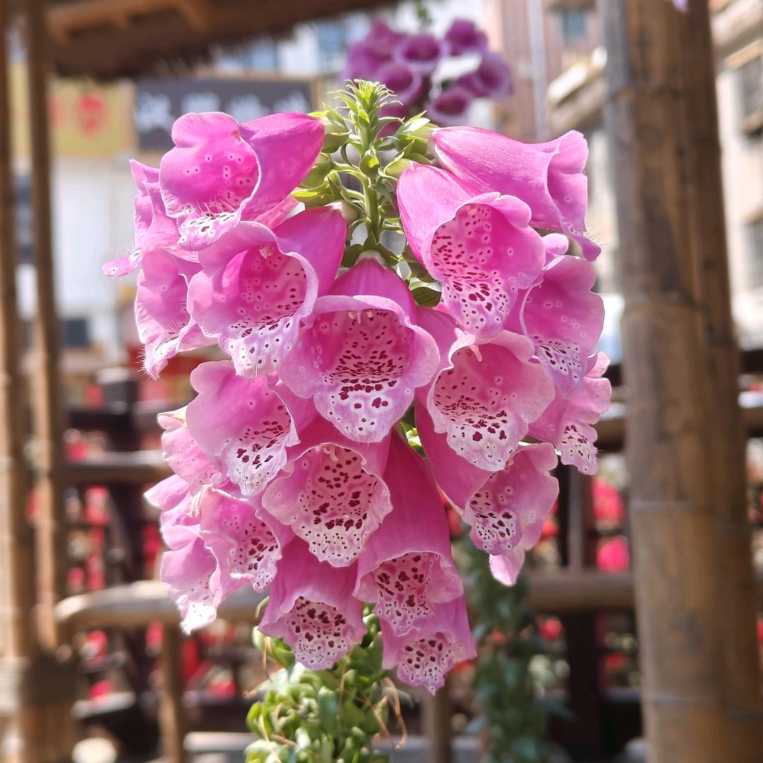 ༄杨聪😜 拒绝连赞😜༅࿐