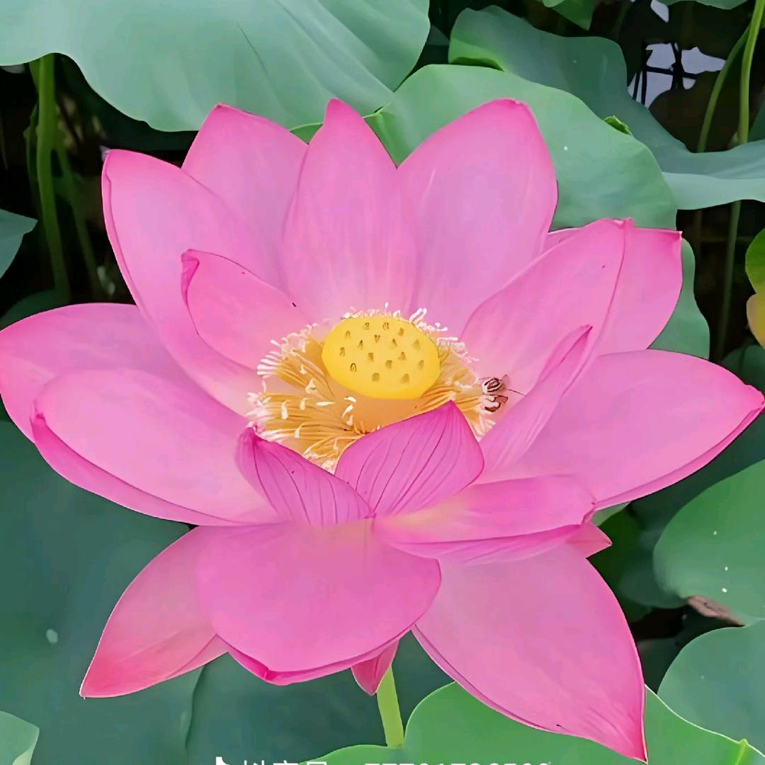 花开 富贵