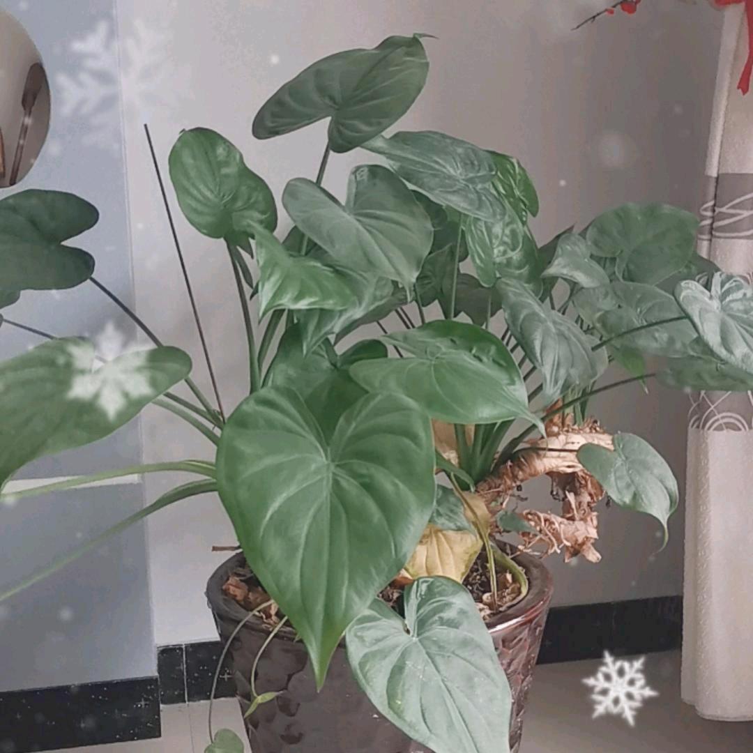 手机用户