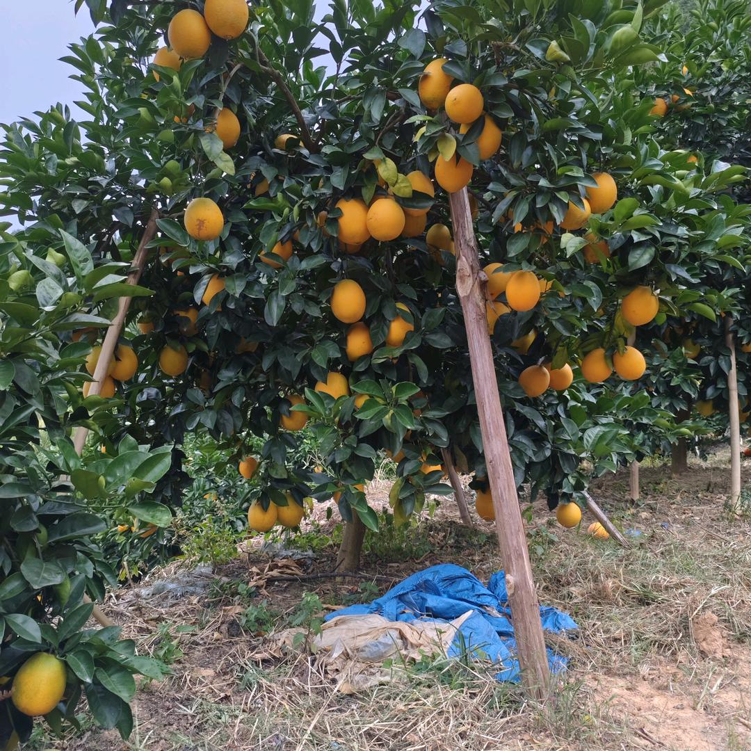赣南脐橙种植户