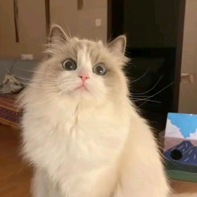 田田