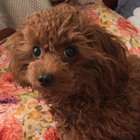 熊猫大大大不大