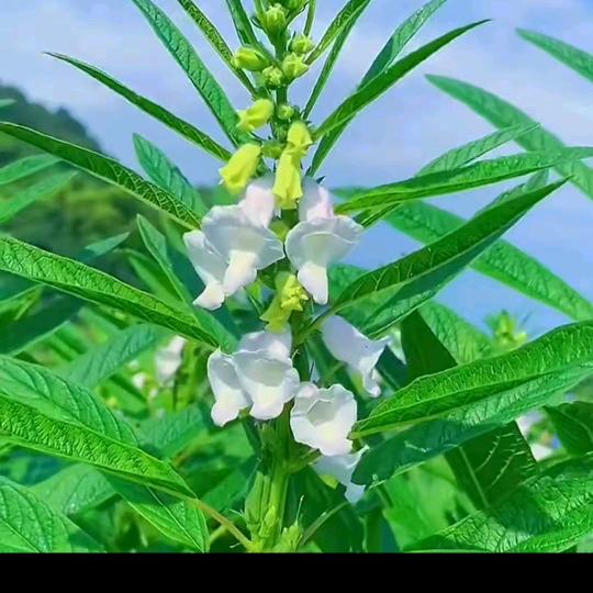 芝麻花开