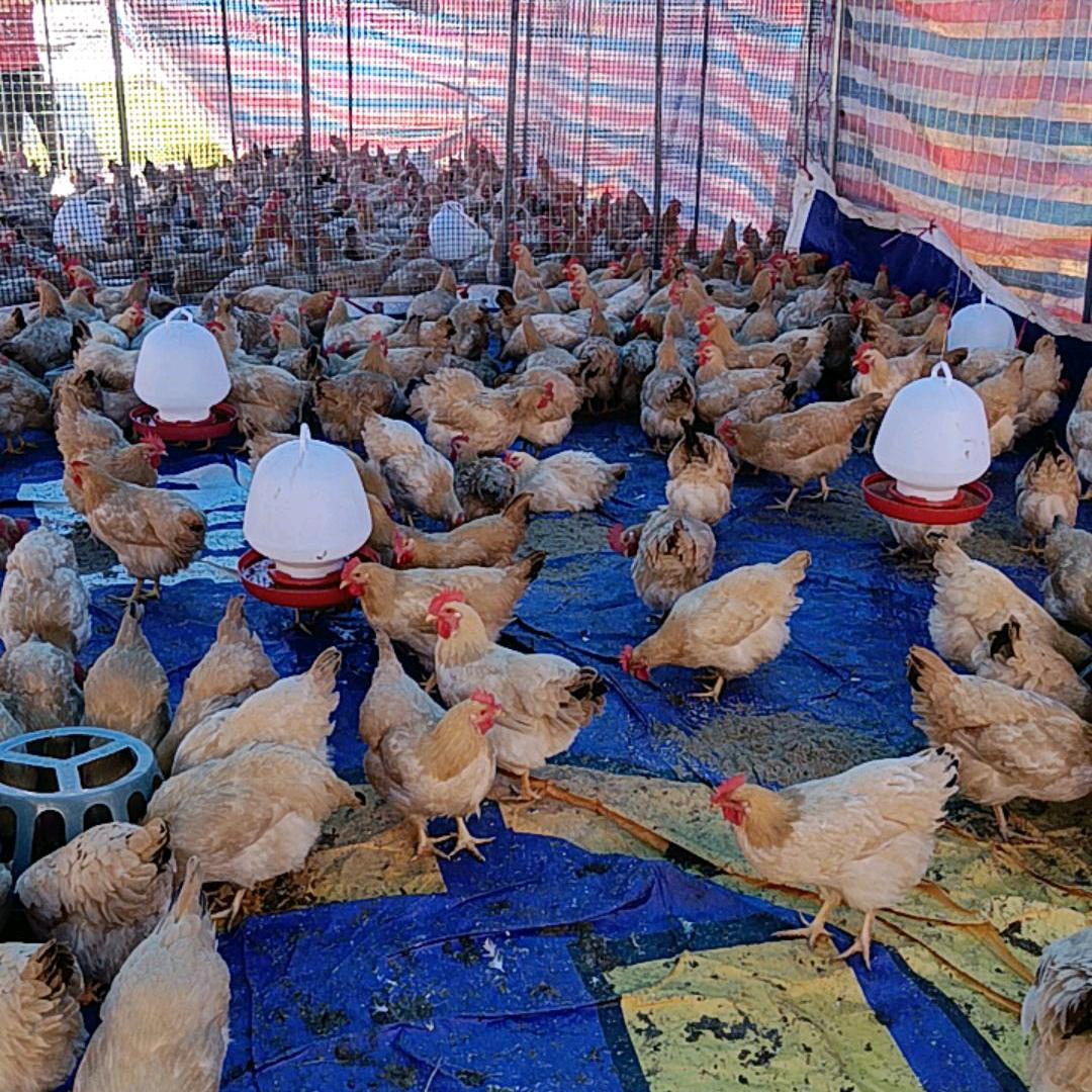 十一万鸡场批发零售