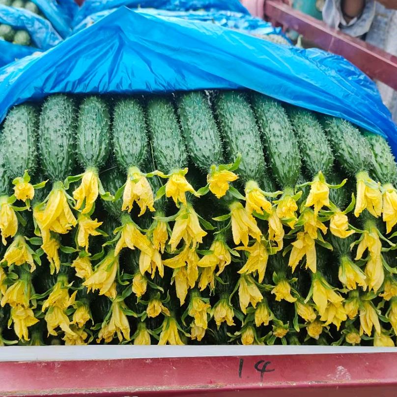 莘县喜子菜站（专业代收代发）