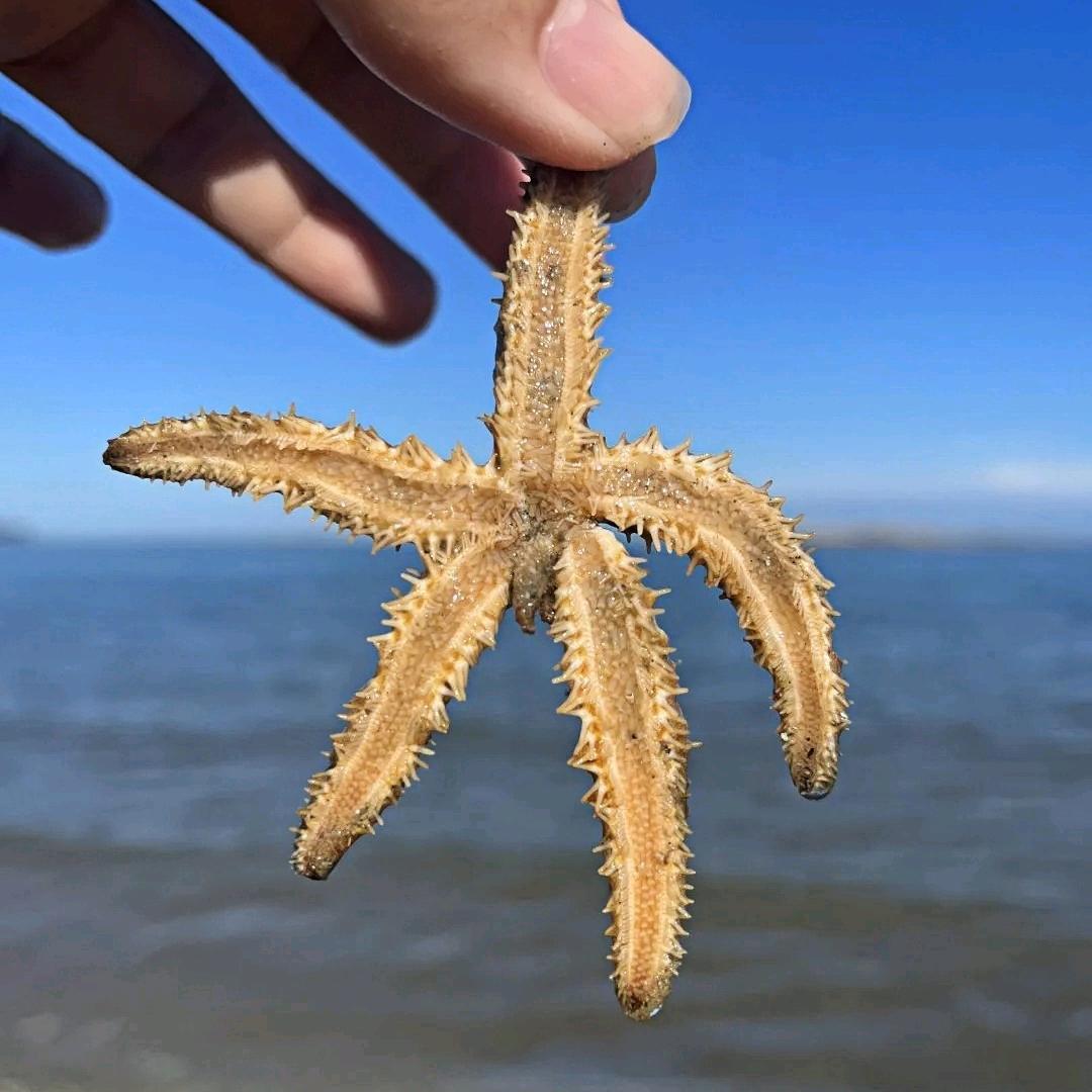 阿兰图丨屿海尚
