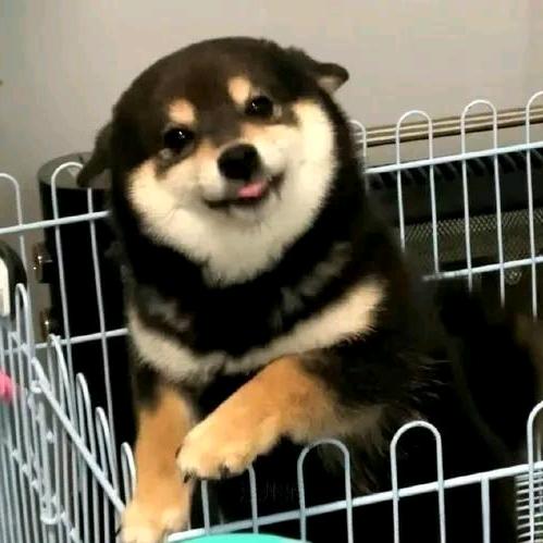 啊黑哥