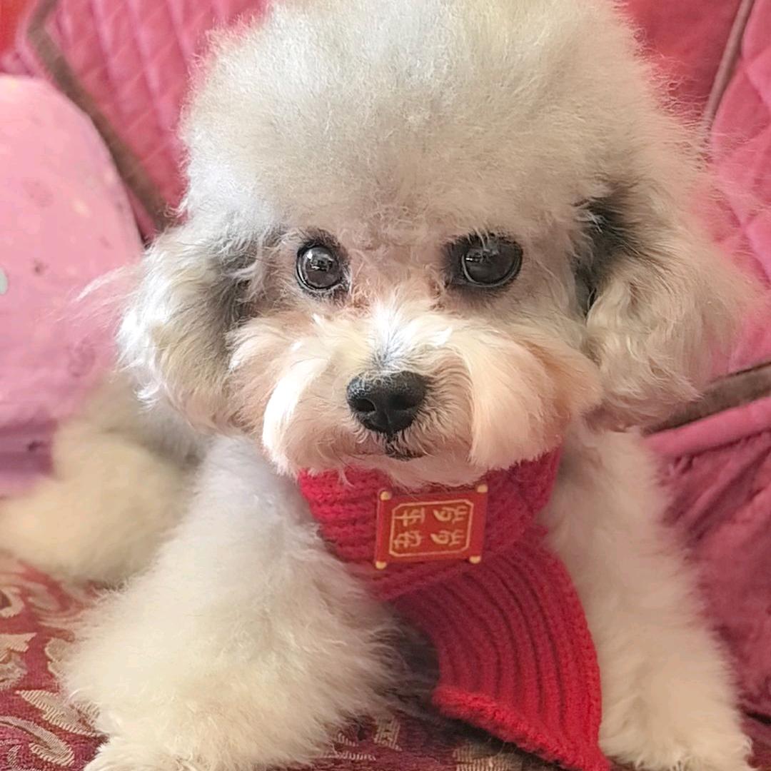 快乐金丝雀