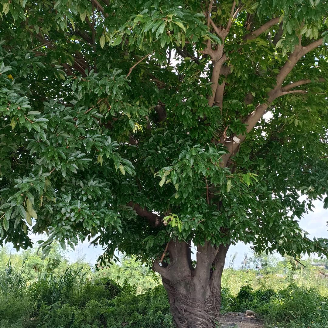 套路太深