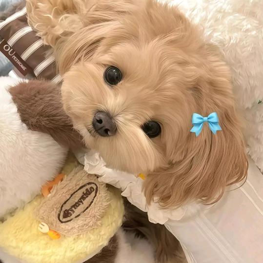 美女