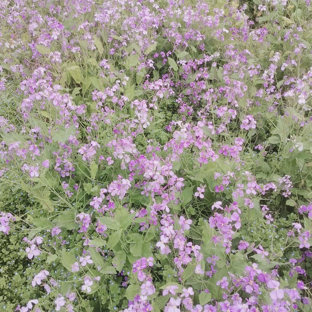 花开有期