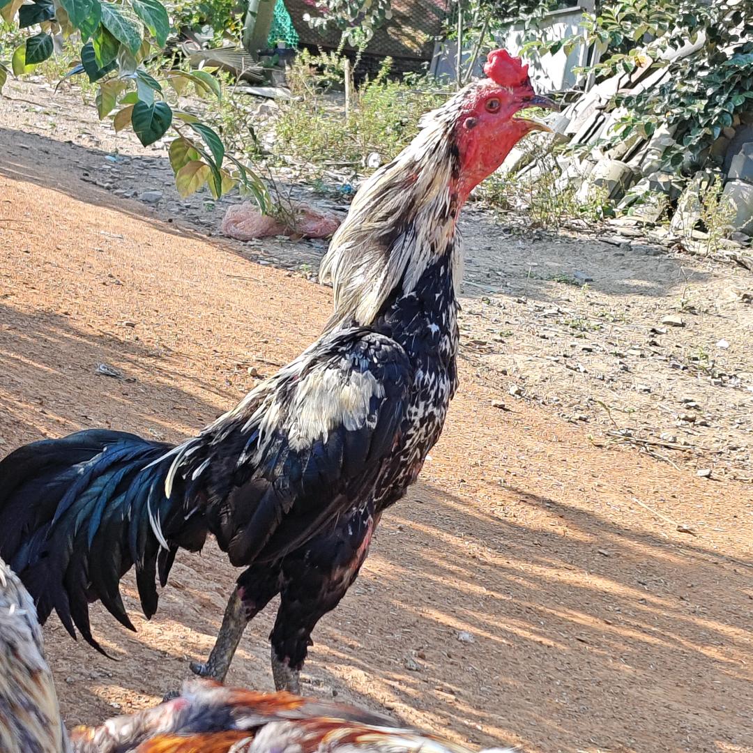 帅 靓斗鸡观赏鸡老土鸡