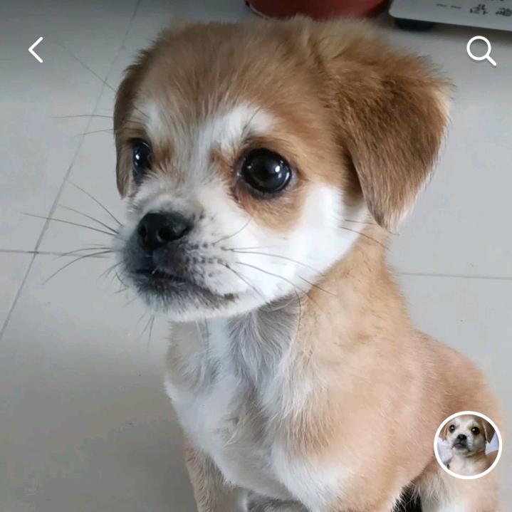 金刚啊