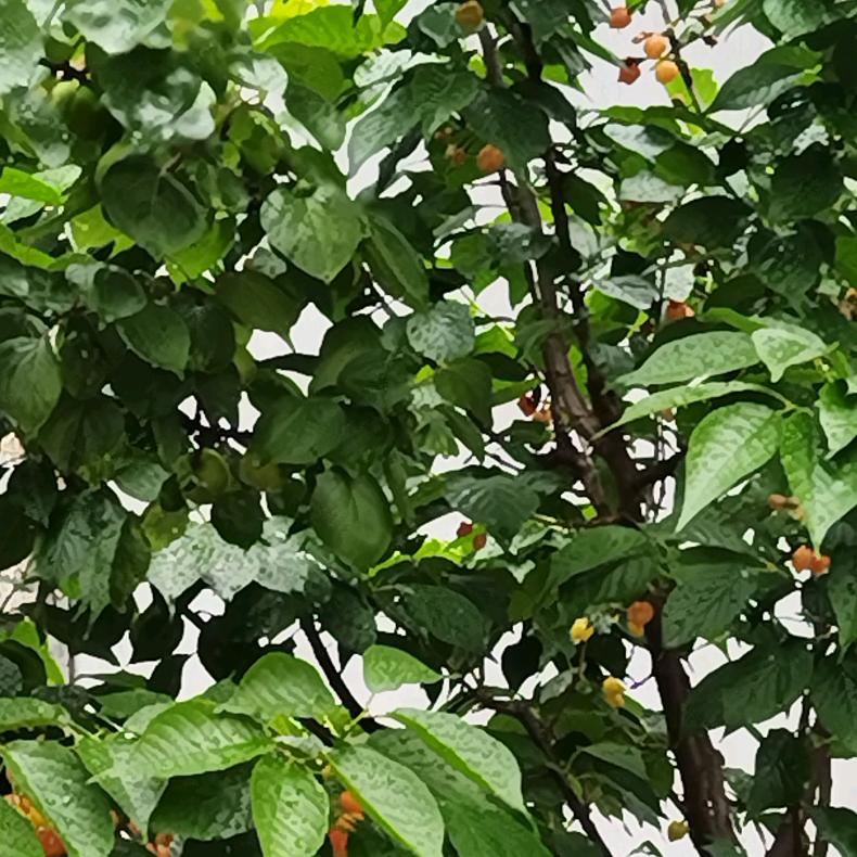 花开富贵123