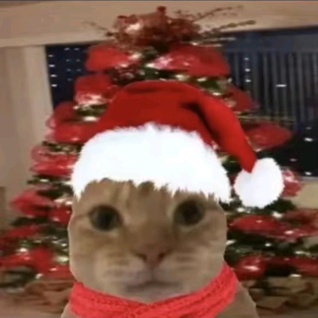 吃一口猫堡.🍔