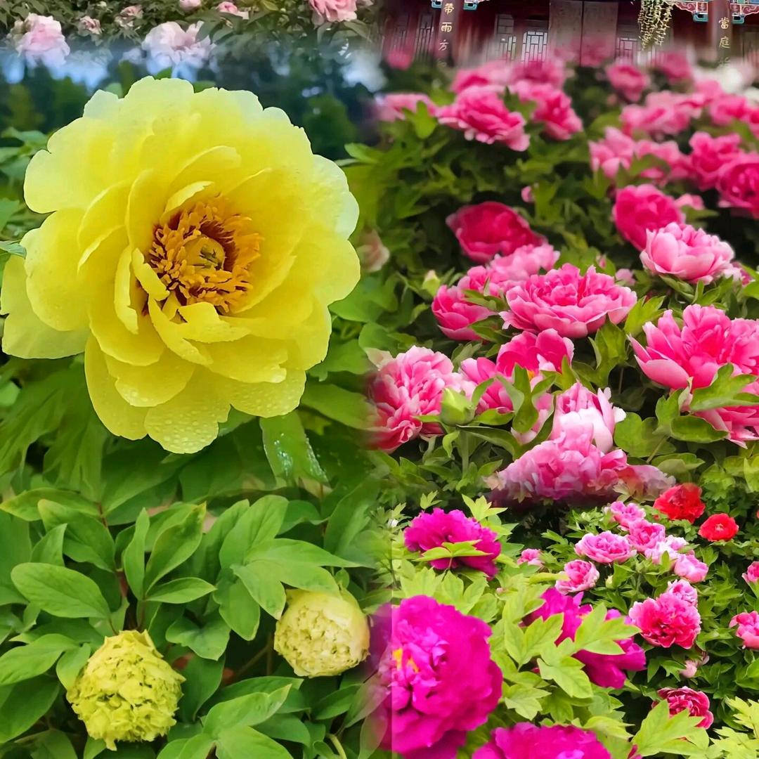 🌺北斗星🌺