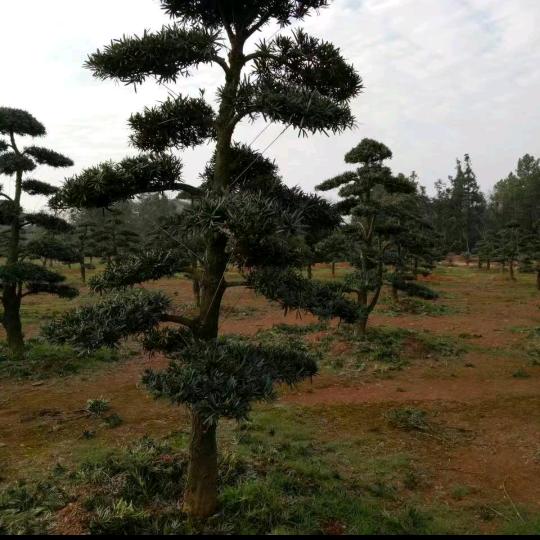 忘忧草