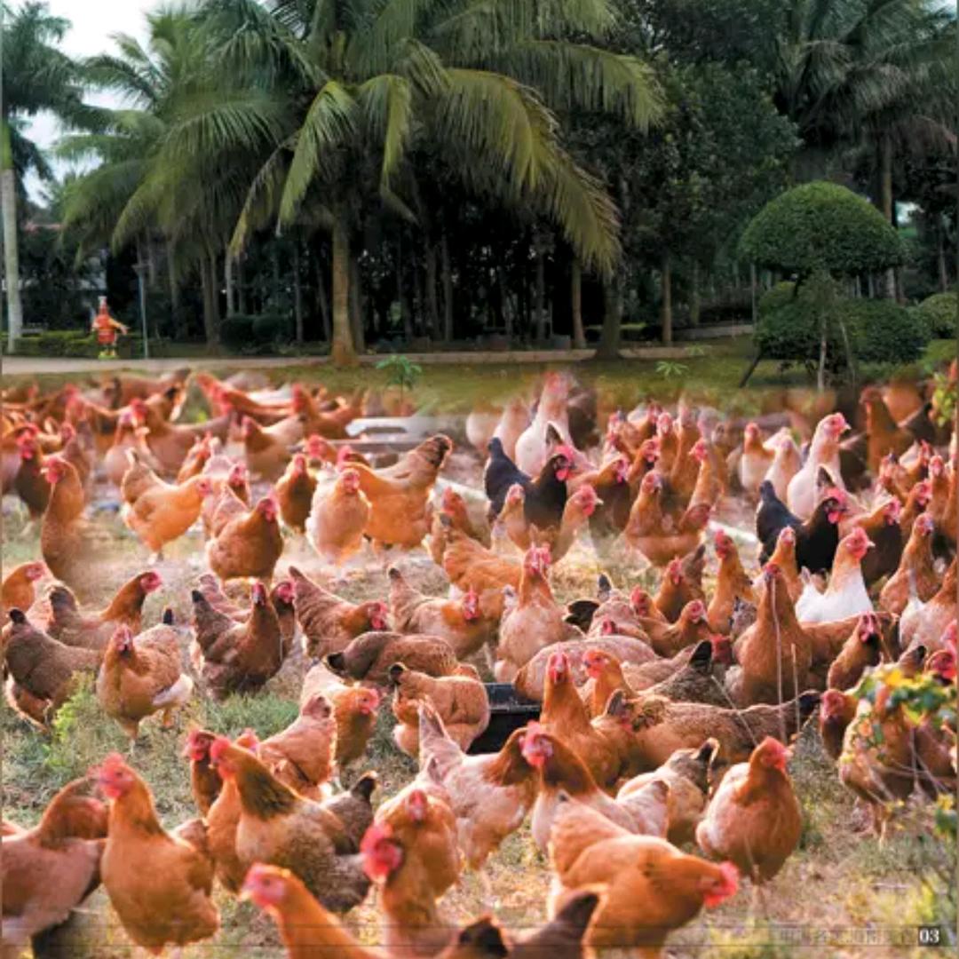 海花岛3号岛散养鸡基地