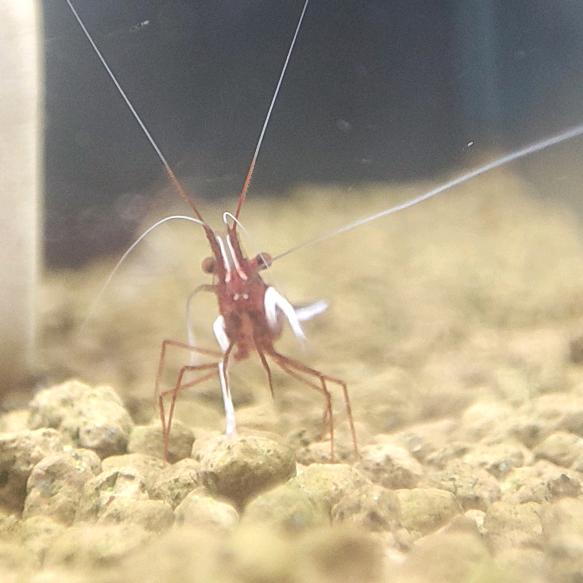 拾石
