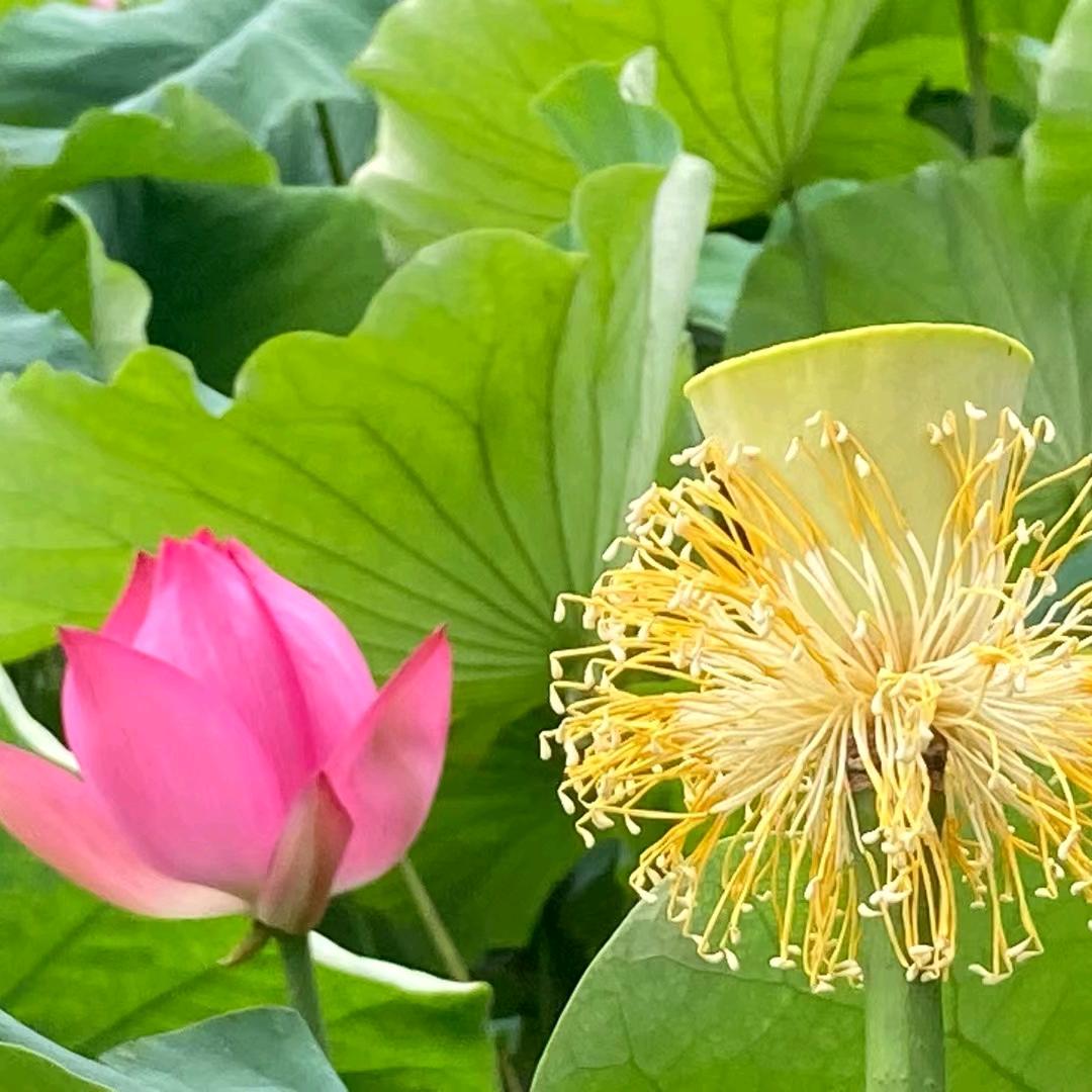 漫天梨花
